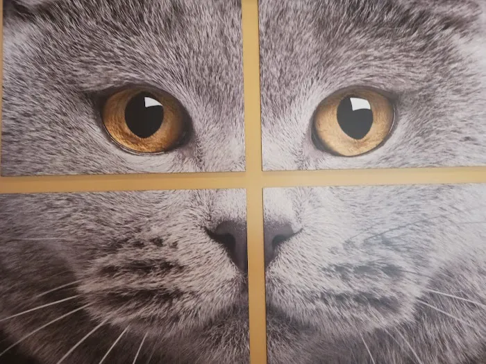 Carol House Quick Fix Pet Clinic 12