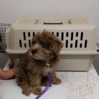 Jefferson Animal Hospital ico