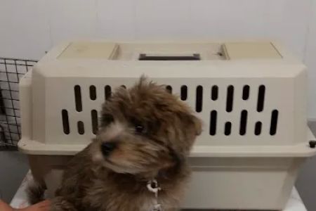 Jefferson Animal Hospital