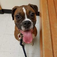 Banfield Pet Hospital ico