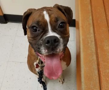 Banfield Pet Hospital