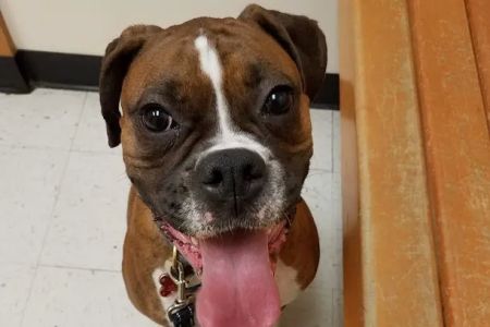 Banfield Pet Hospital