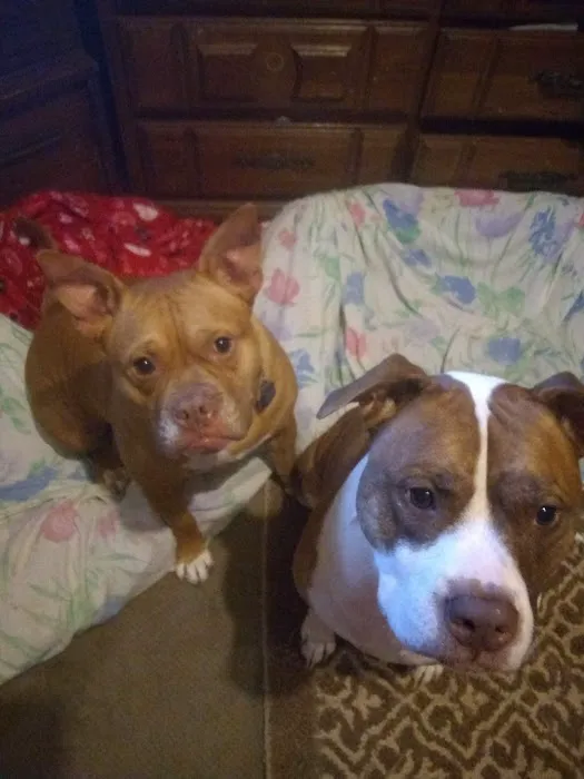 Banfield Pet Hospital 12