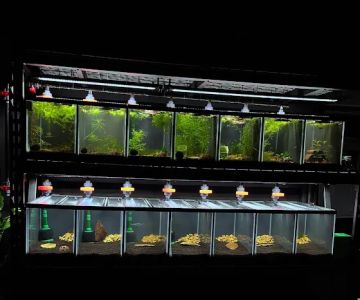 10 Gallon Fish Tanks