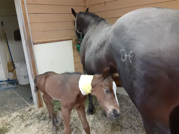 Gate Way Equine Veterinary 12