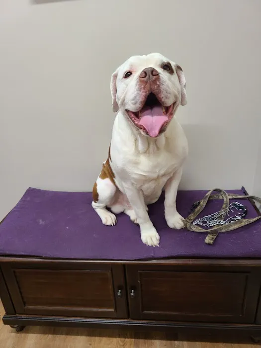 Premier Pet Care 12