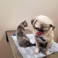 Premier Pet Care ico