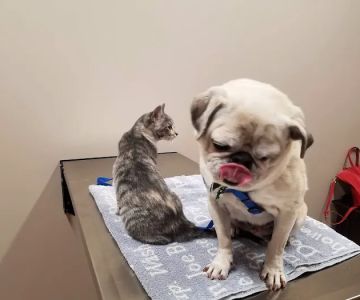 Premier Pet Care