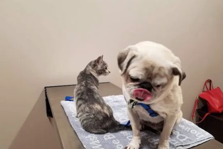Premier Pet Care