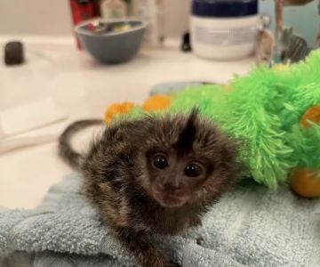 Sugargliders*R*us
