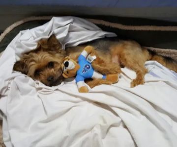 Petco
