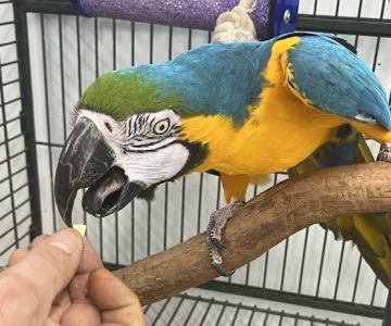 Adventure Birds of Bon Aqua