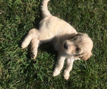 Labradoodles and Labs