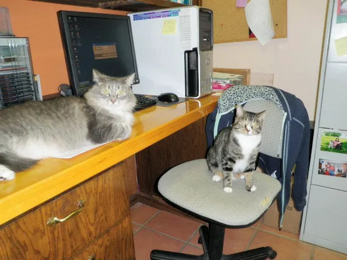 Pet Station 12