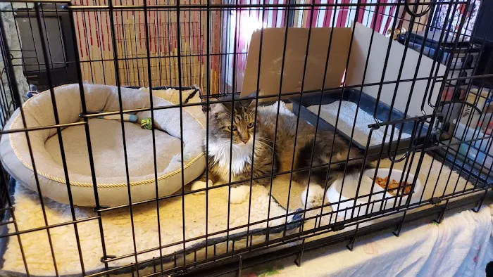 Pet Station 12