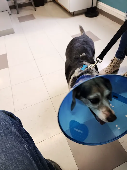 Animal Hospital of Washington 12