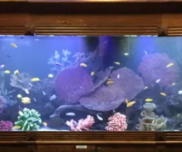 FishTankBank