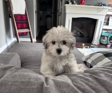 Pets Plus