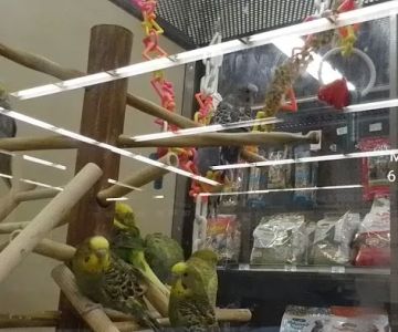 Petco