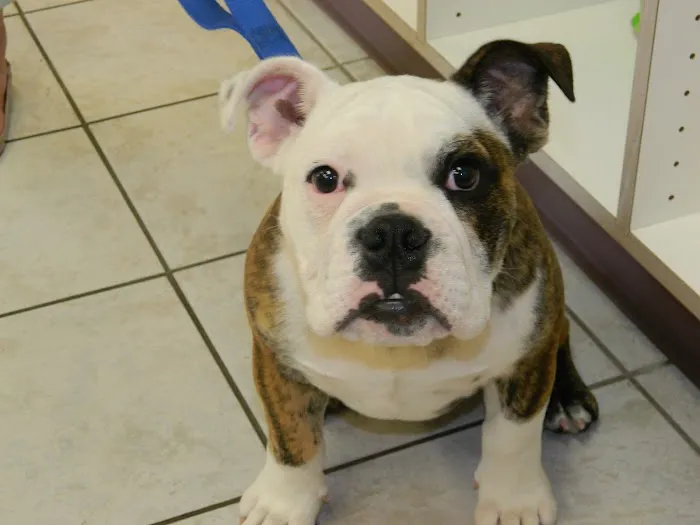 Draper Animal Hospital 2