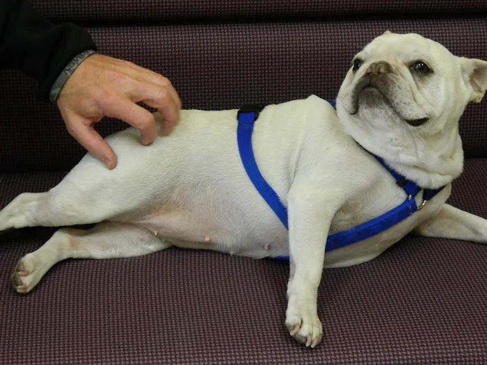 Draper Animal Hospital 7
