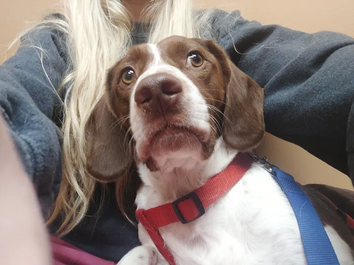 Kaysville Veterinary Hospital 1
