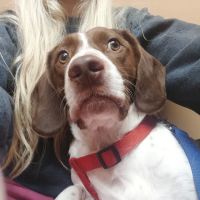 Kaysville Veterinary Hospital ico