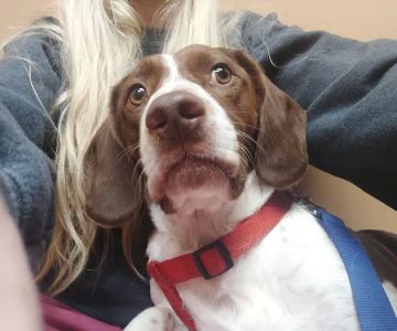 Kaysville Veterinary Hospital