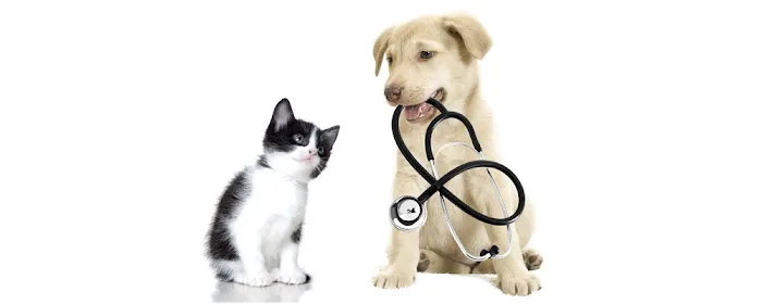 Kaysville Veterinary Hospital 5