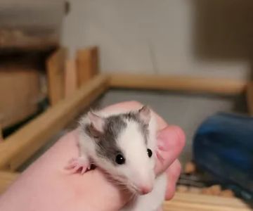 Rodent Fuel
