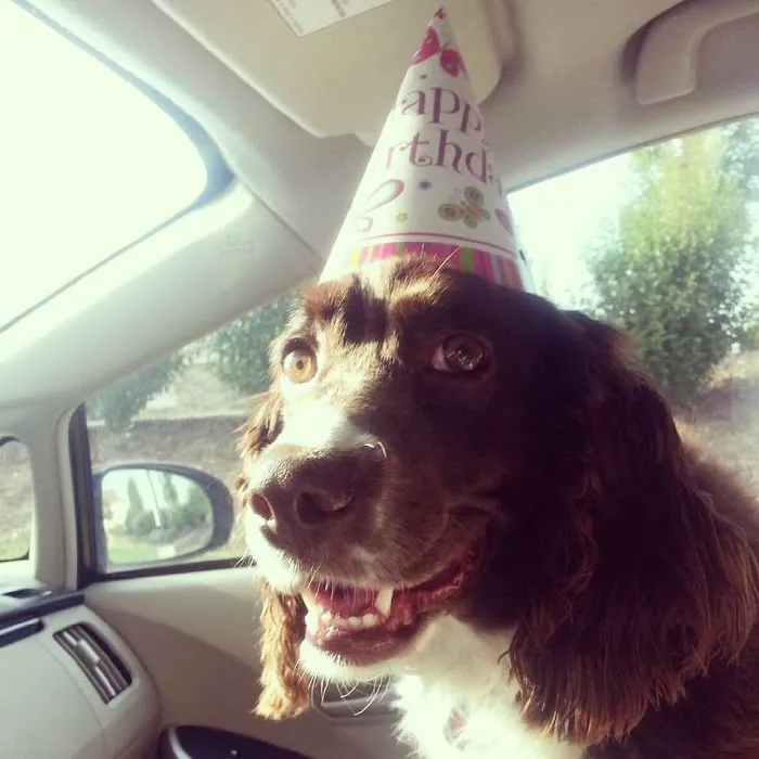 Fairfield Veterinary Hospital 9