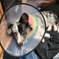 Fairfield Veterinary Hospital ico