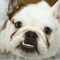 Canyon View Cares Veterinary Hospital ico