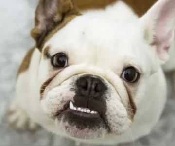Canyon View Cares Veterinary Hospital