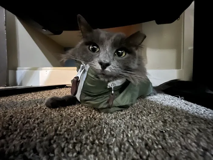 Mountain West Veterinary Specialists 6