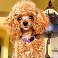 Bayview Animal Hospital Layton ico