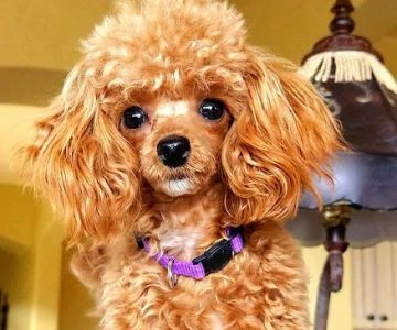Bayview Animal Hospital Layton