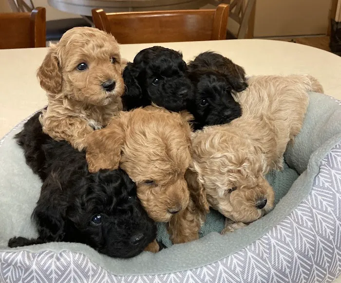 South Mountain Pet Care 5