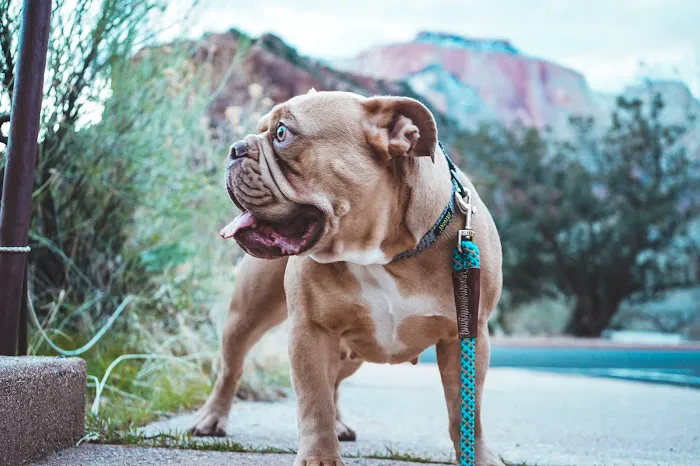 South Mountain Pet Care 1