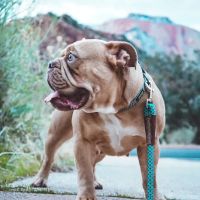 South Mountain Pet Care ico