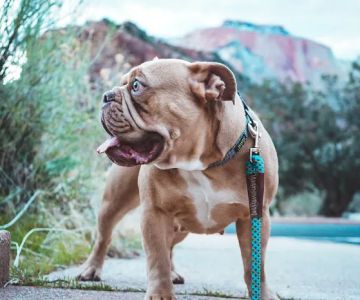 South Mountain Pet Care