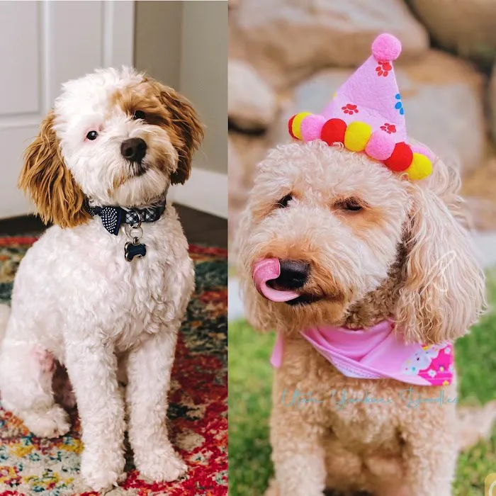 South Mountain Pet Care 8