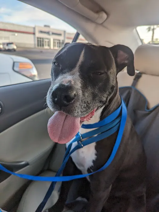 Mountain Vista Animal Hospital: Wagner Nicole DVM 9
