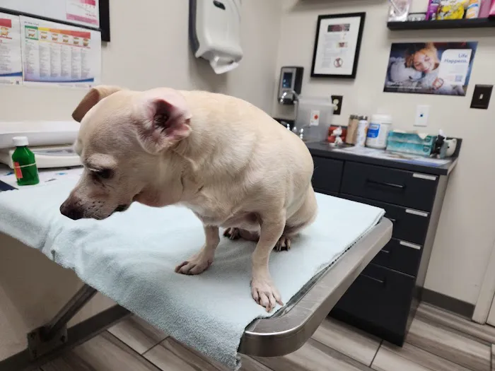 Mountain Vista Animal Hospital: Wagner Nicole DVM 6