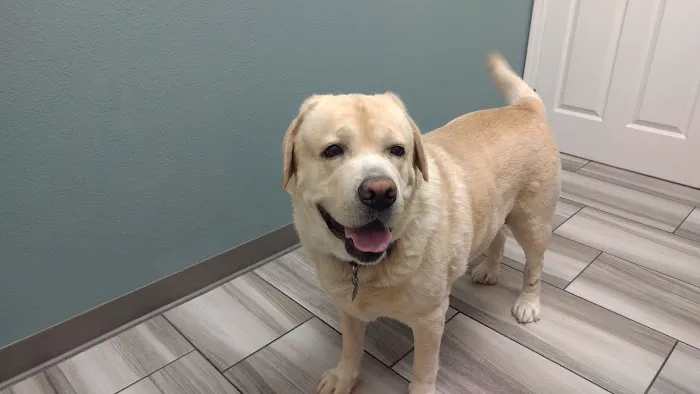 VCA Mountain Vista Animal Hospital 2