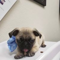 VCA Mountain Vista Animal Hospital ico