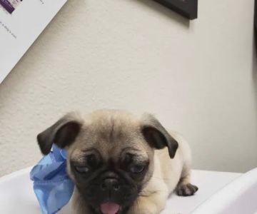 VCA Mountain Vista Animal Hospital