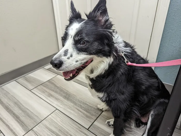 VCA Mountain Vista Animal Hospital 8
