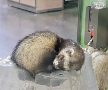Petco