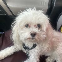Highlands Animal Care ico